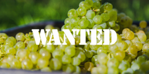 Grapes Wanted