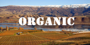 Organic Pinot Gris 2022